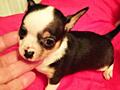 Продам щенков чихуахуа мини от породистых родителей