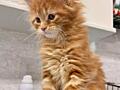Мейн куны котята