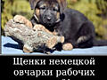 Щенки немецкой овчарки стандартного окраса!