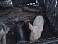 Se vind porci, au în jur la 20 kg 1600 porcul