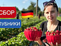 Работа в Германии по БИО паспорту. Сбор клубники