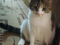 Отдам ласковую кошечку 3 года