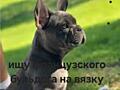 Ищу жениха для французского бульдога