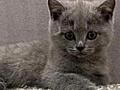 Продажа Британских котят