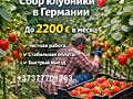 Работа в Германии! ОФИЦИАЛЬНО! ДО 2200 €