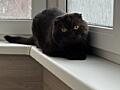 Молодой чистокровный шотландский котик Scottish fold!