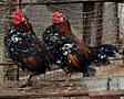 Продам недорого КАРЛИКОВЫХ ПЕТУХОВ