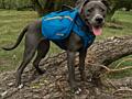 Шлейка для собак Ruffwear Approach Pack. США. Размер L/XL