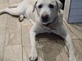 Отдам лабрадора в добрые руки