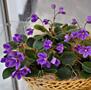 Фиалки миниатюрные и трейлерные Доставим.