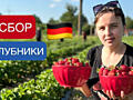 Сбор урожая клубники в Германии.