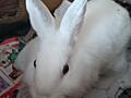 Отдам даром декоративного кролика