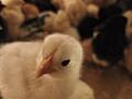 Продам цыплят