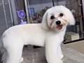 Продам мальтийскую болонку