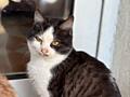 Отдам котят в хорошие руки