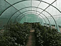 Теплицы В НАЛИЧИИ!!!