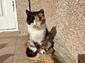 Отдам трехцветную кошку ласковая очень и кота
