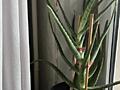 Продам лечебный цветок АЛОЭ ВЕРА
