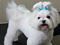 Продаётся шикарный мини кобель Мальтийская болонка мальчик