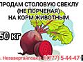 Продам столовую свеклу 50 кг
