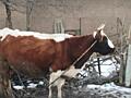 Продам корову