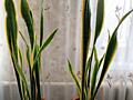 Продам цветы Сансьеверия и Аглаонема