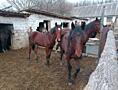 Продаются (лошадь) жеребцы орловские рысак