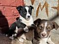 Отдам щенков в хорошие руки
