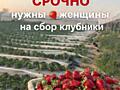 СРОЧНО ИЩЕМ ЖЕНЩИН НА СБОР КЛУБНИКИ!