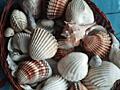 Морские ракушки