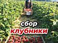 Срочный набор на СБОР КЛУБНИКИ! ДЛЯ ЖЕНЩИН!