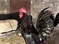 Декоративные петухи.