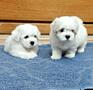 Кукольные щенки Мальтезе!