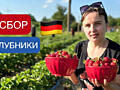 Работа по сбору урожая клубники в Германии.