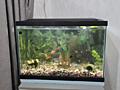 Продам недорого аквариум