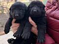 Продаем щенков немецкой овчарки