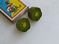 Kiwi mini arguta 150-200 lei planta. Fac fructe dulci. Rezista-25-30 gr.