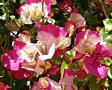 Бугенвиллия 60 сортов. Доставим бесплатно.