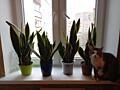 Продам цветы САНСЕВИЕРИЯ