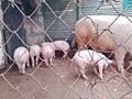 Продам поросят