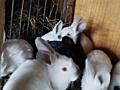 Продам кроликов разных возрастов