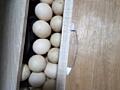 Продам яйца индоуток
