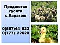 Продаются домашние гусята.