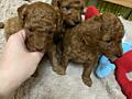Продаются щенки пуделя