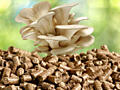 Peleți din lemn de Stejar 100% pentru cultivarea Ciupercilor