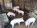 Продам поросят