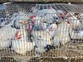 Продаются цыплята