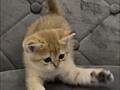 Шотландские котята. Золотая шиншилла