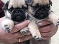 Продаются щенки мопса 