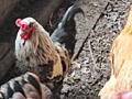 Продам декоративного петуха и курочку.